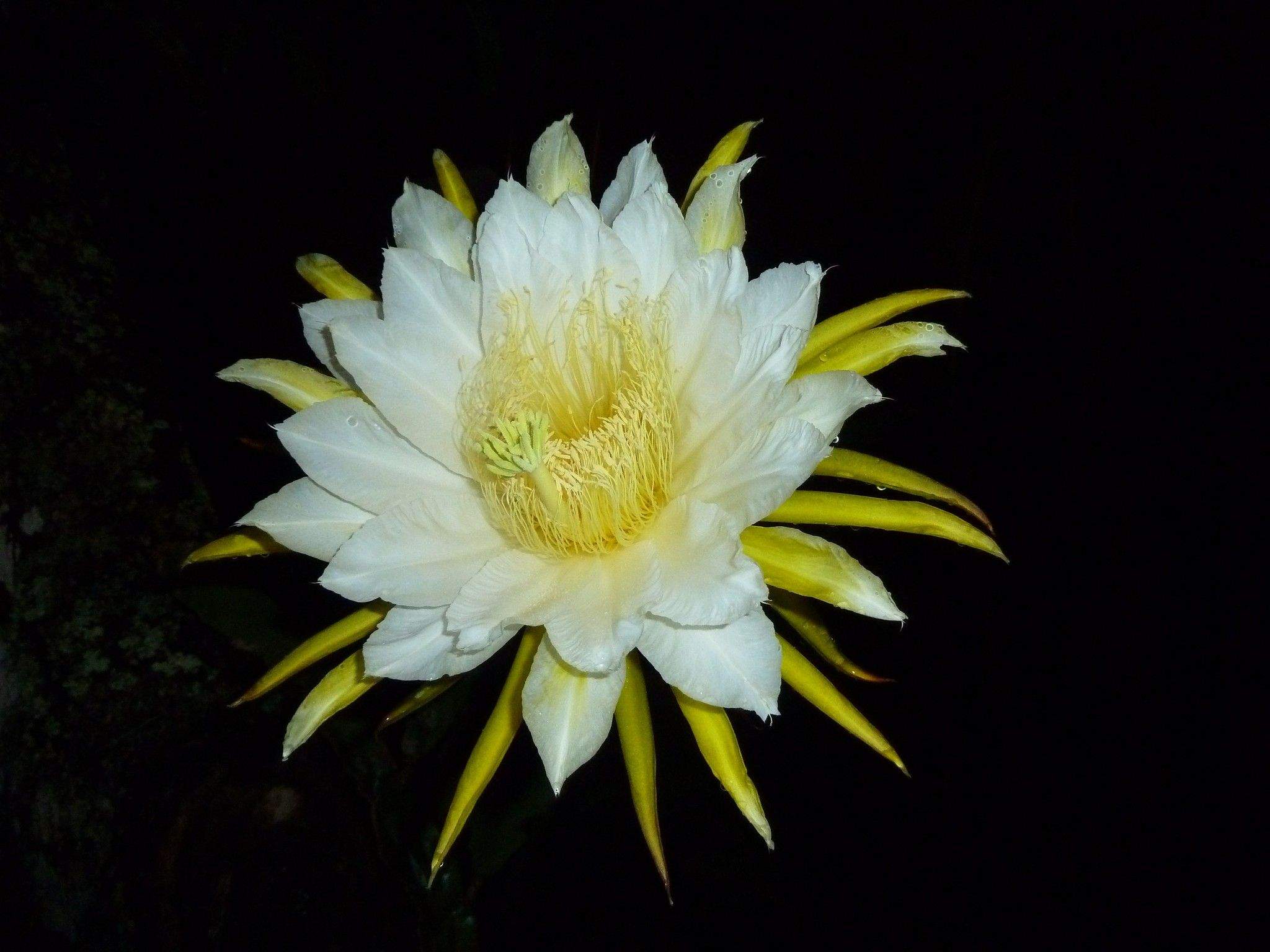 Selenicereus costaricensis