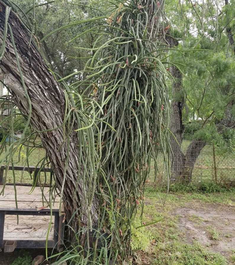 Selenicereus sp.