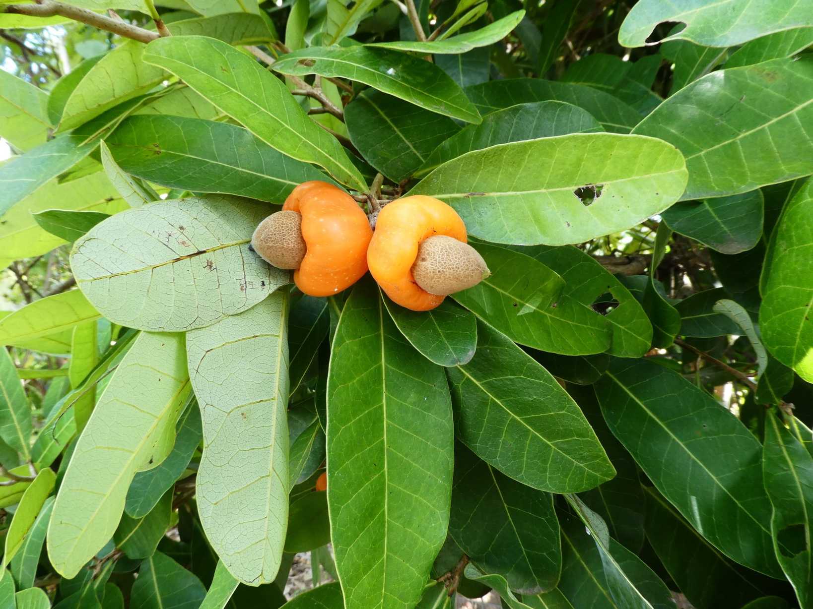 Semecarpus australiensis