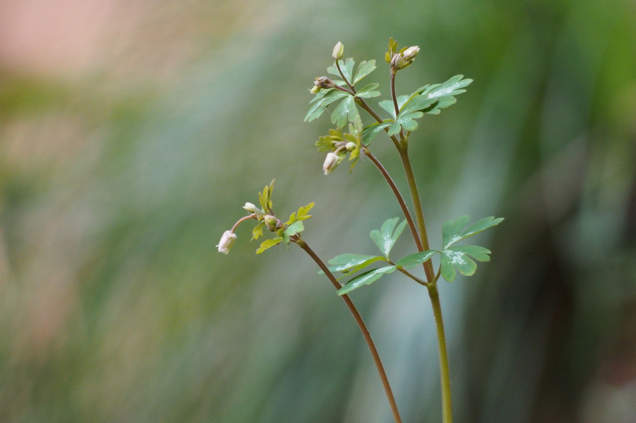Semiaquilegia