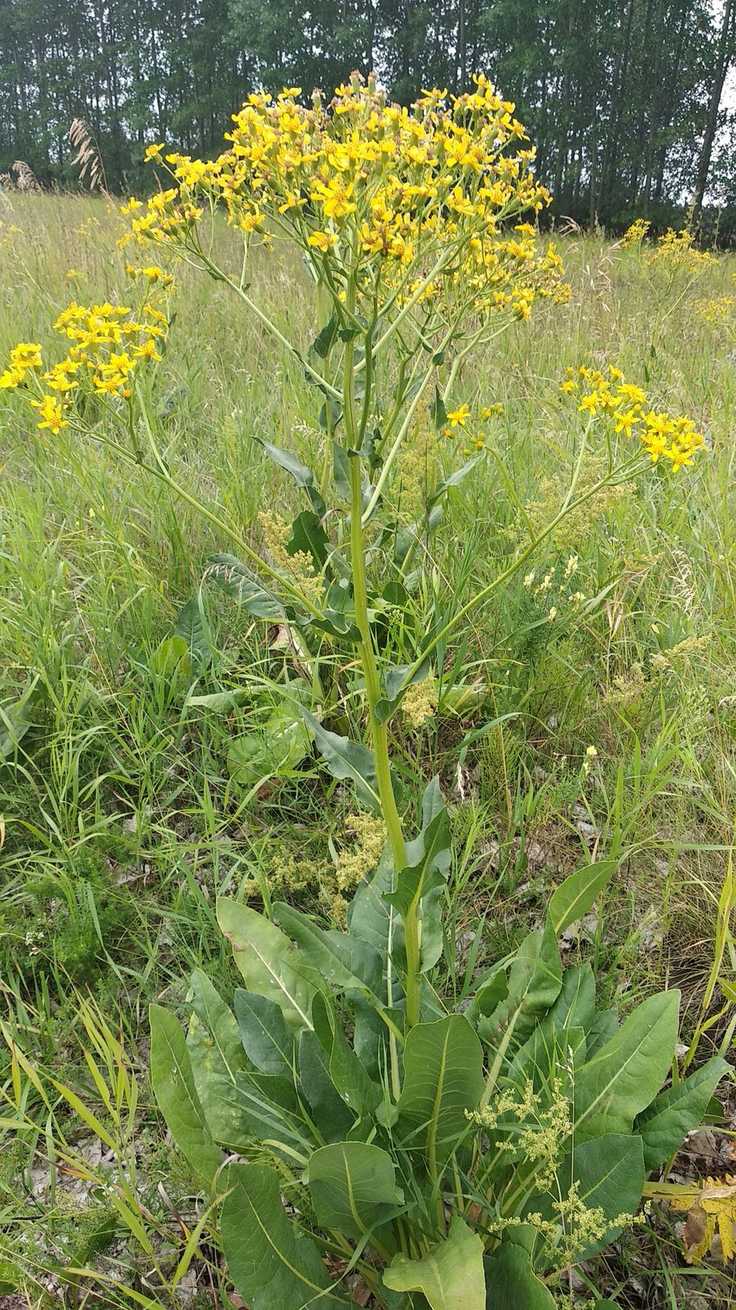 Senecio doria