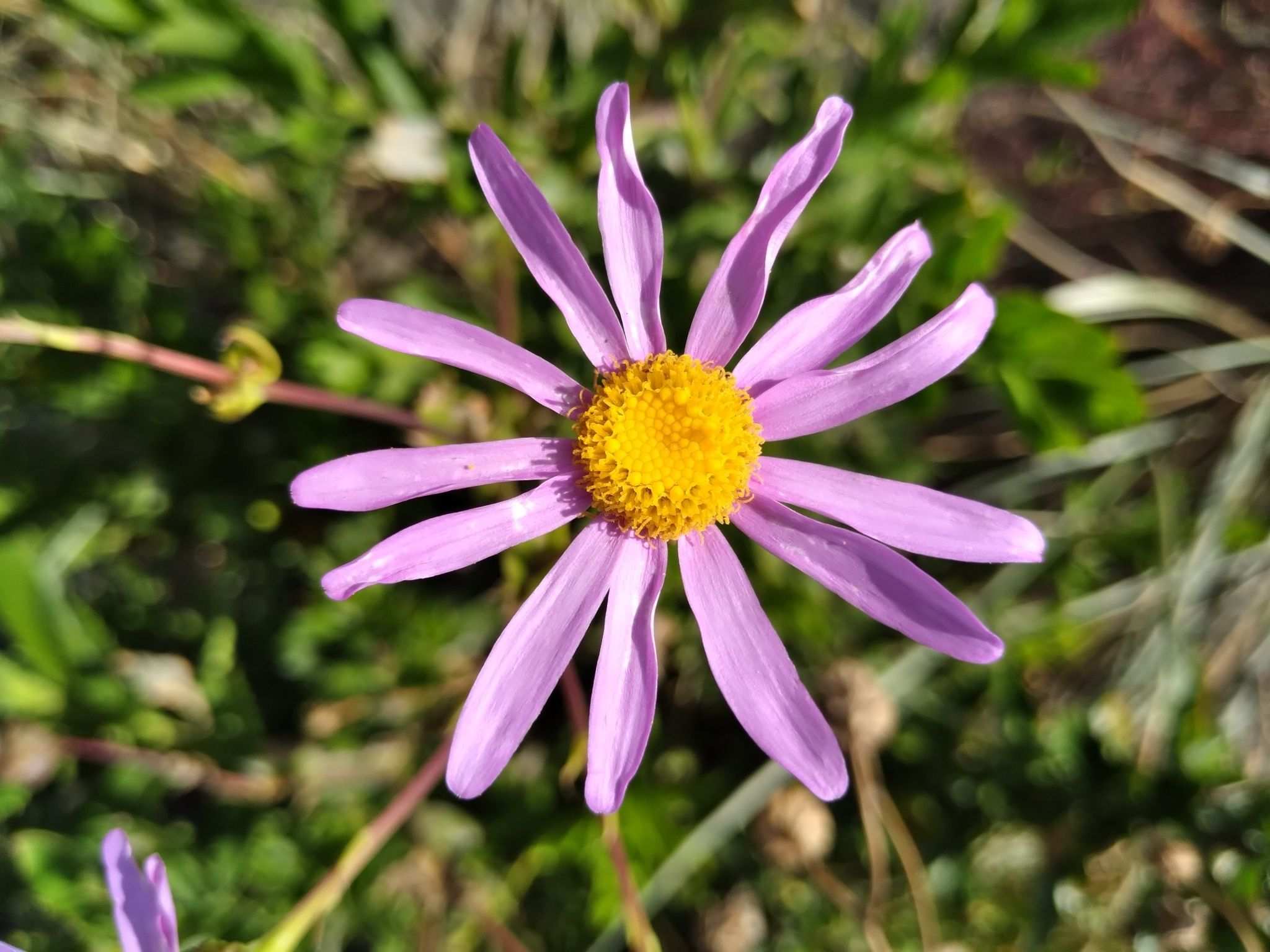 Senecio glastifolius