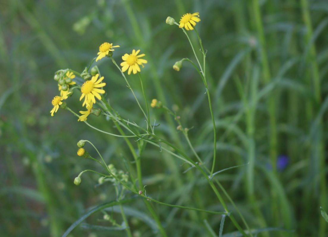 Senecio inaequidens