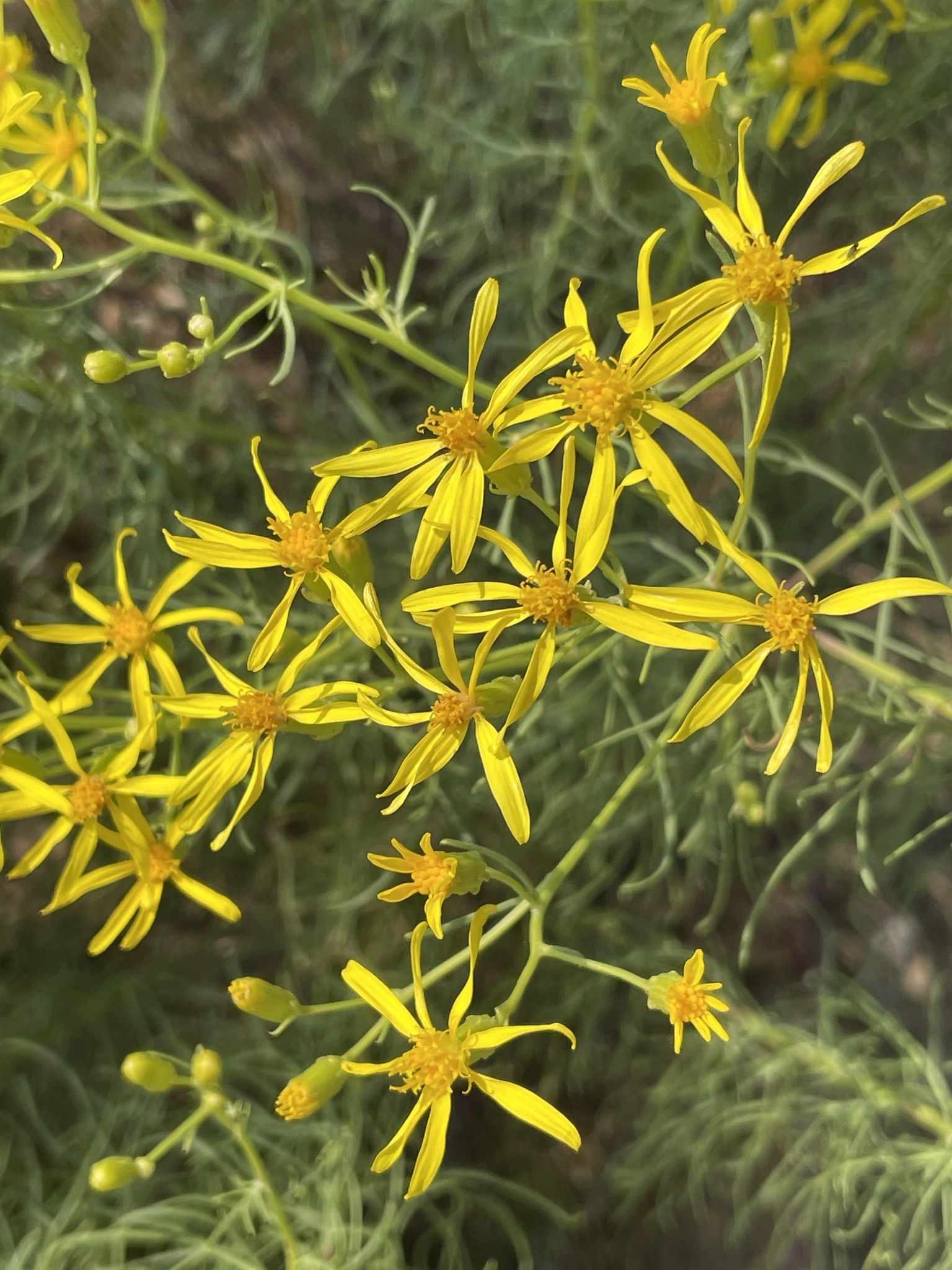 Senecio sp.