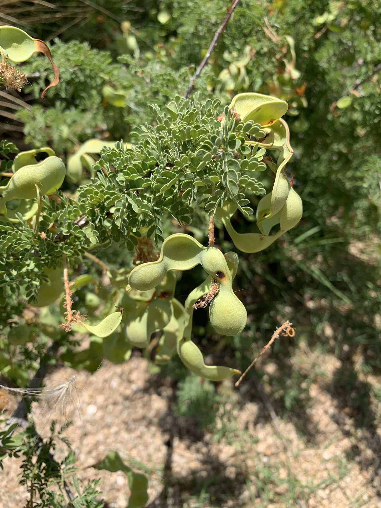 Senegalia greggii