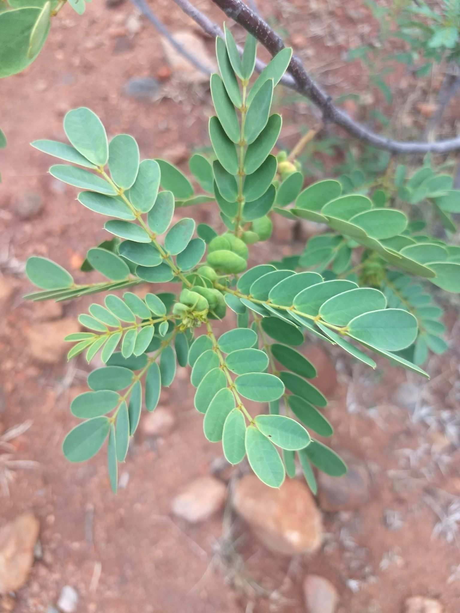 Senna auriculata