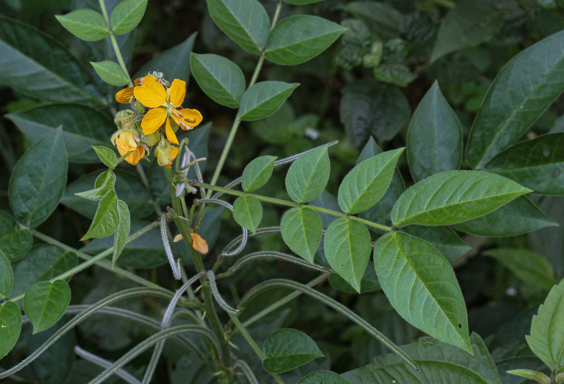 Senna hirsuta