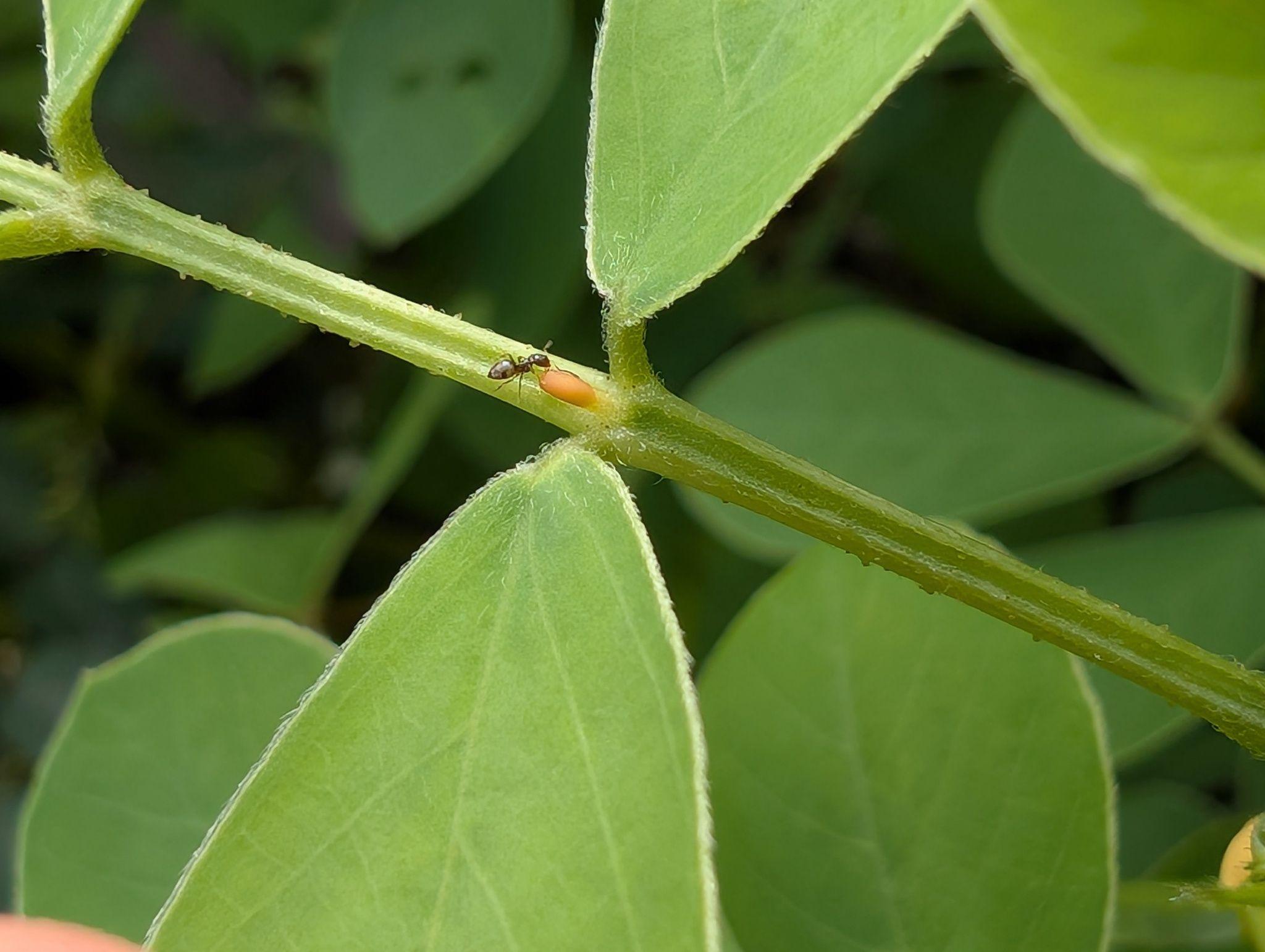 Senna obtusifolia