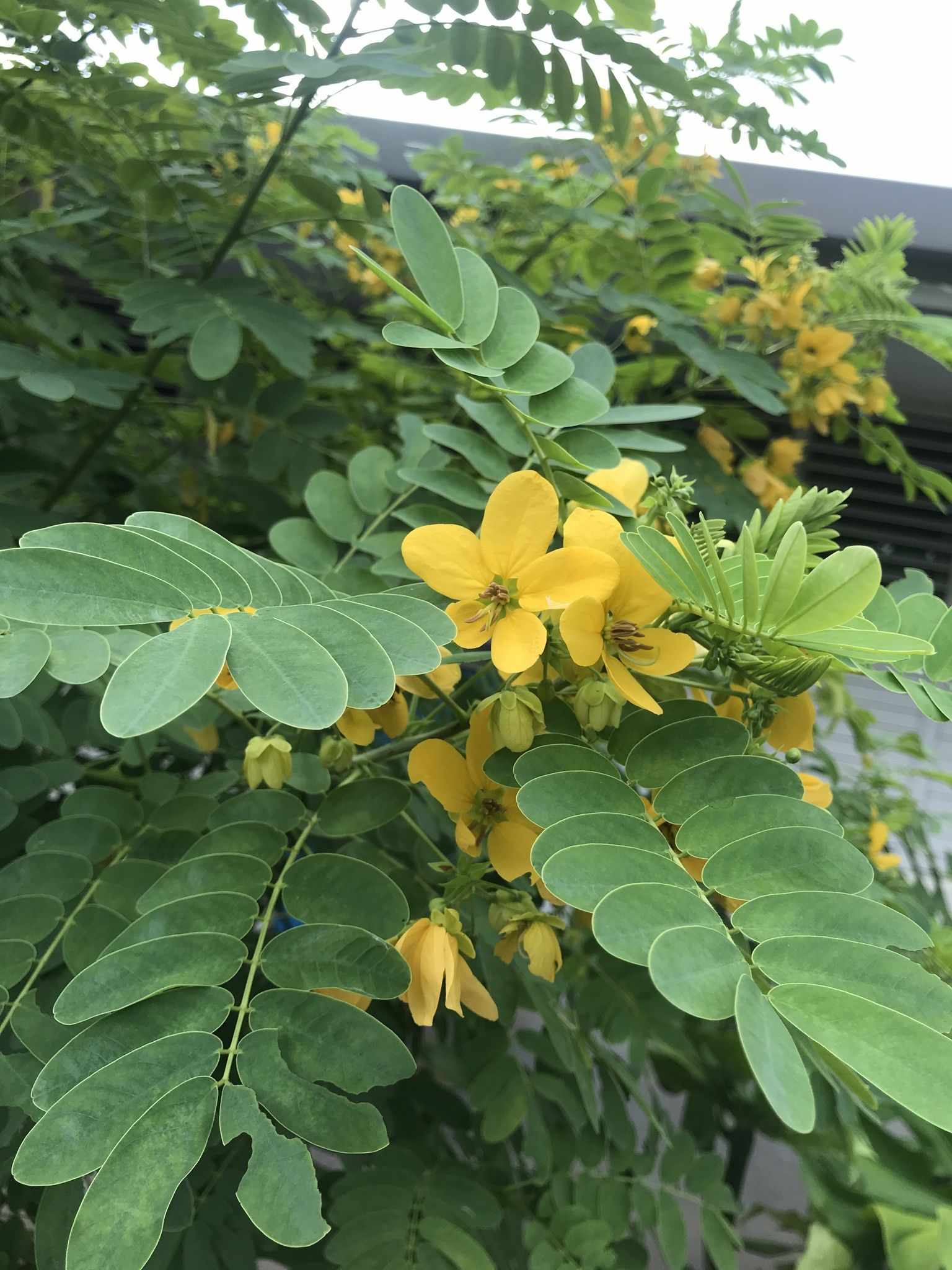 Senna sp.