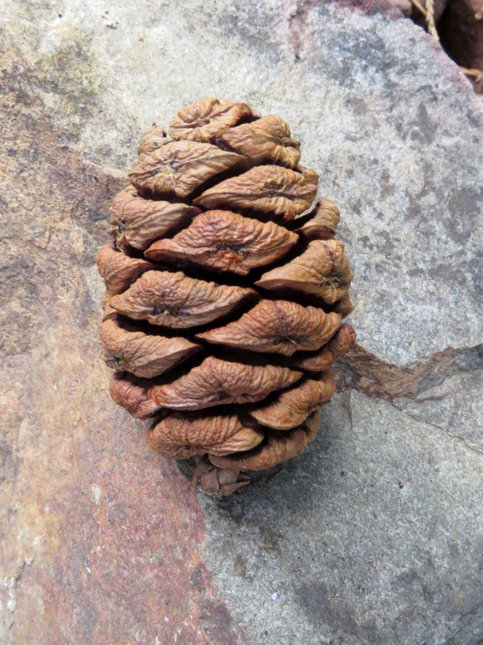Sequoiadendron giganteum