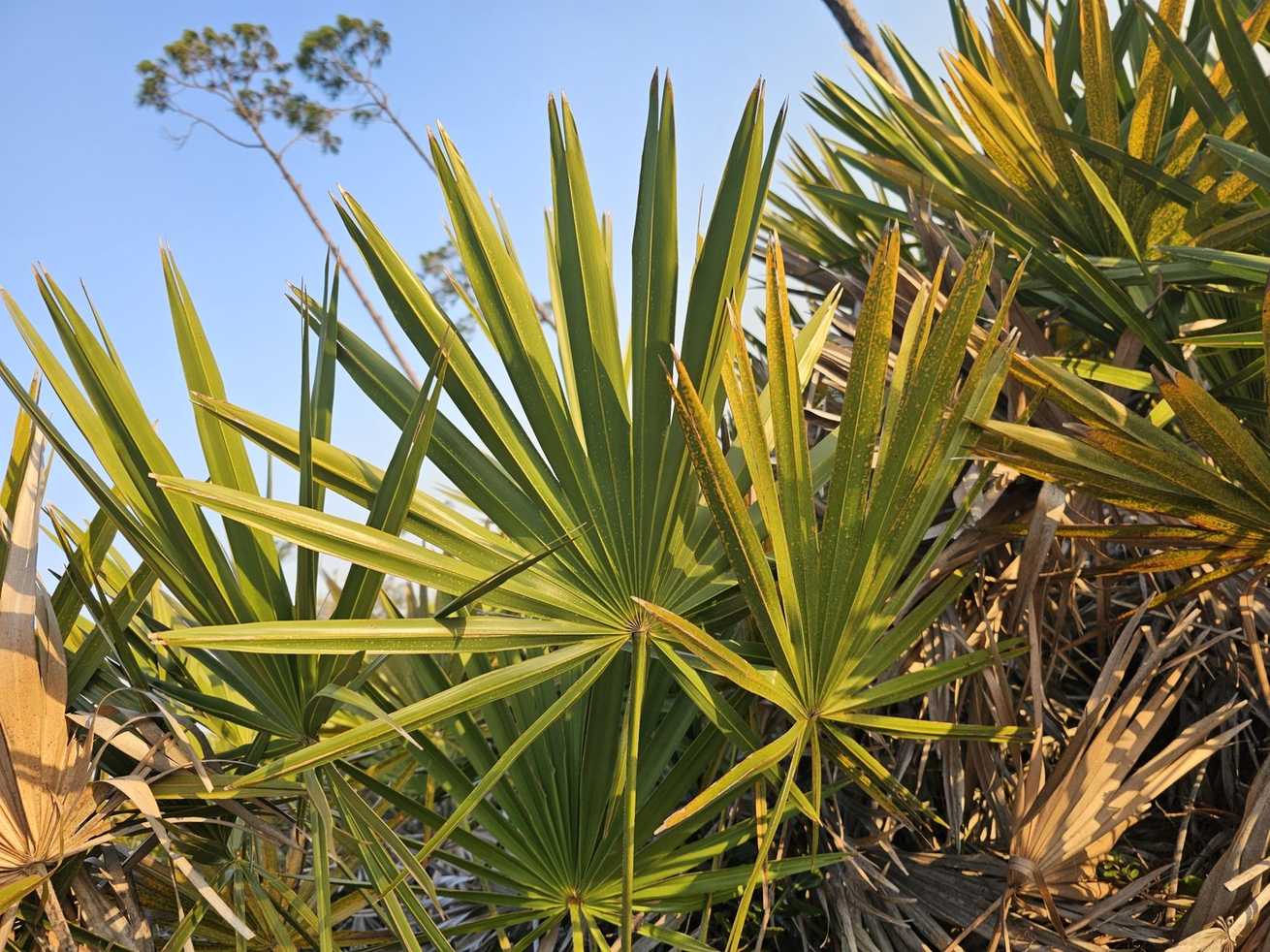 Serenoa repens