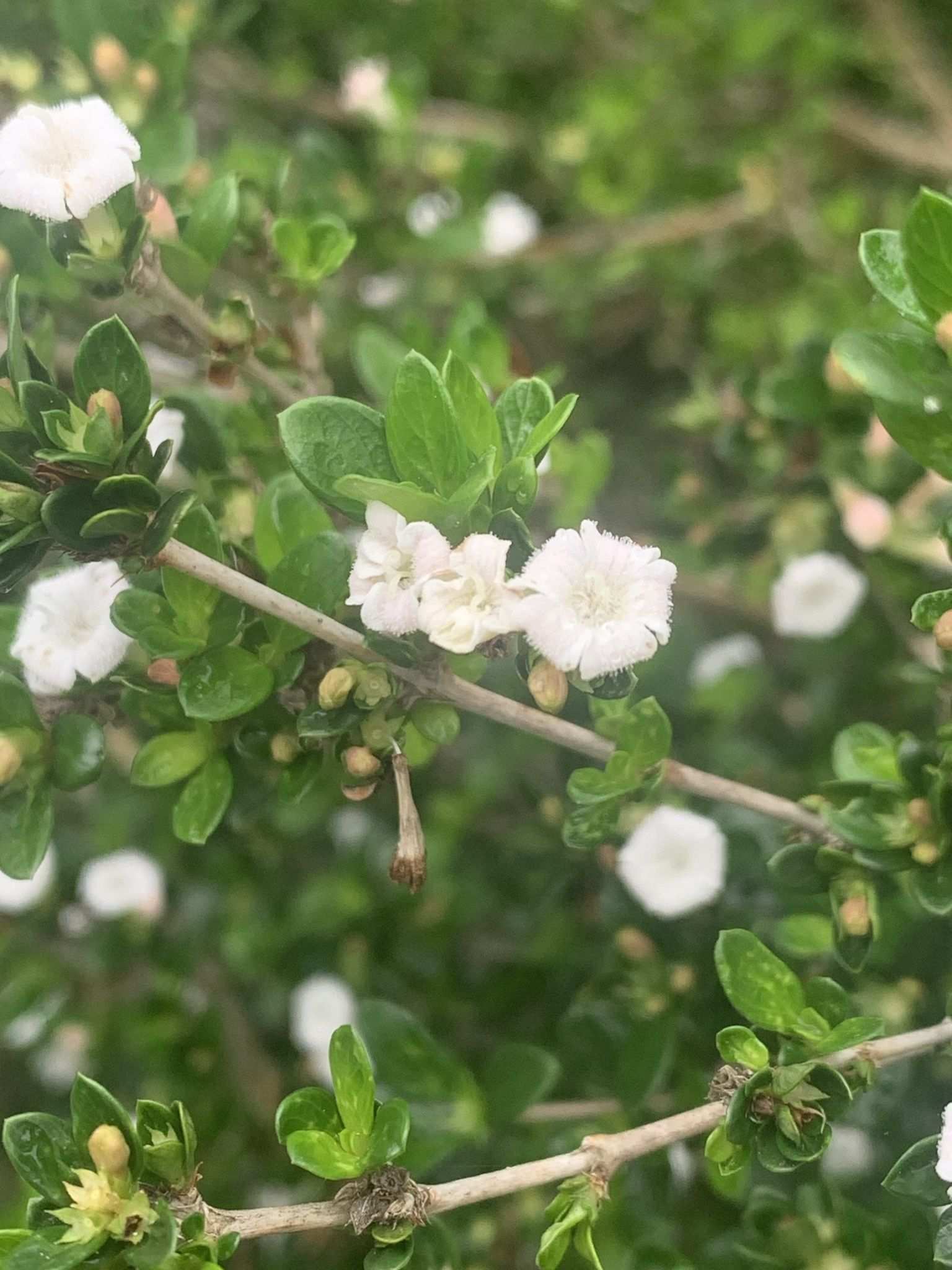 Serissa