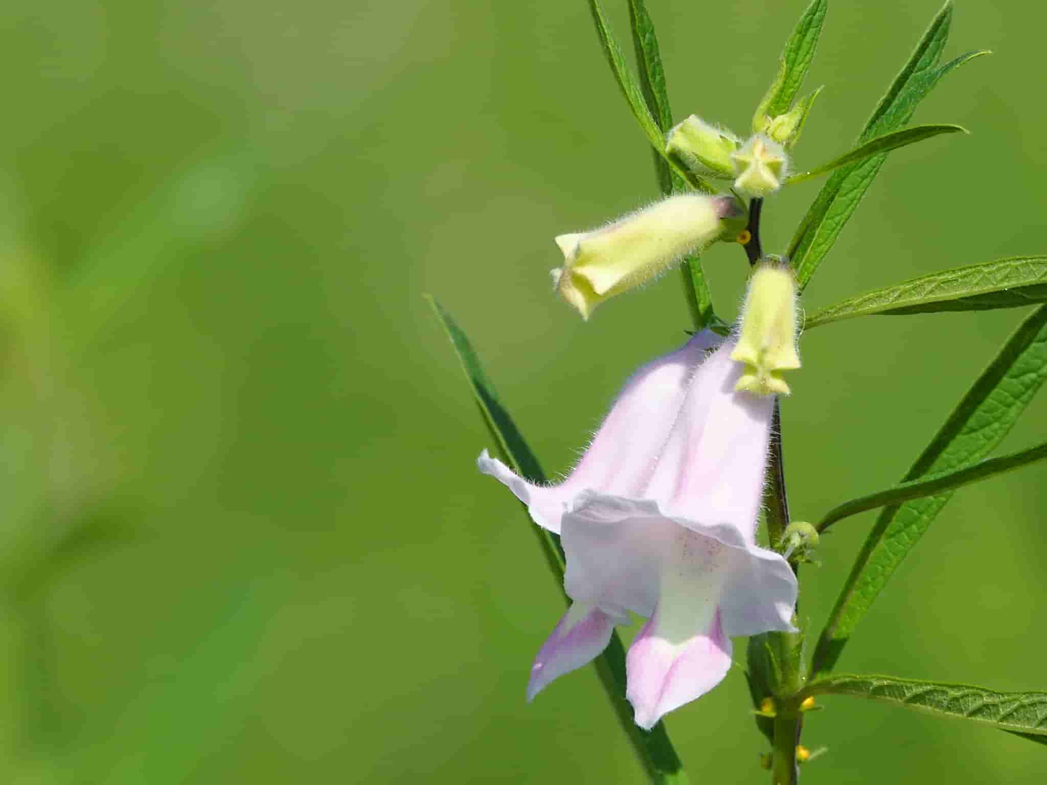 Sesamum indicum