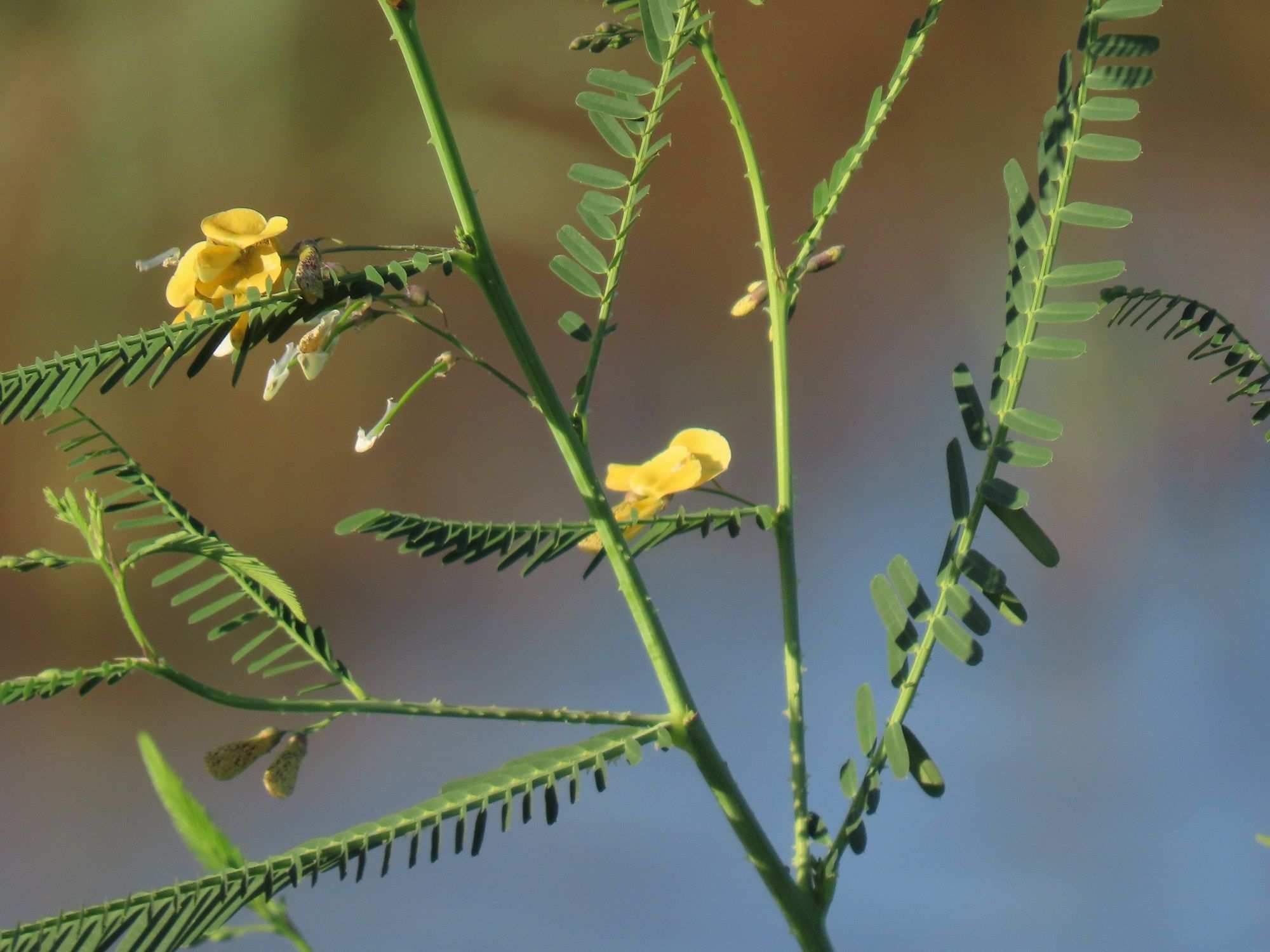 Sesbania bispinosa