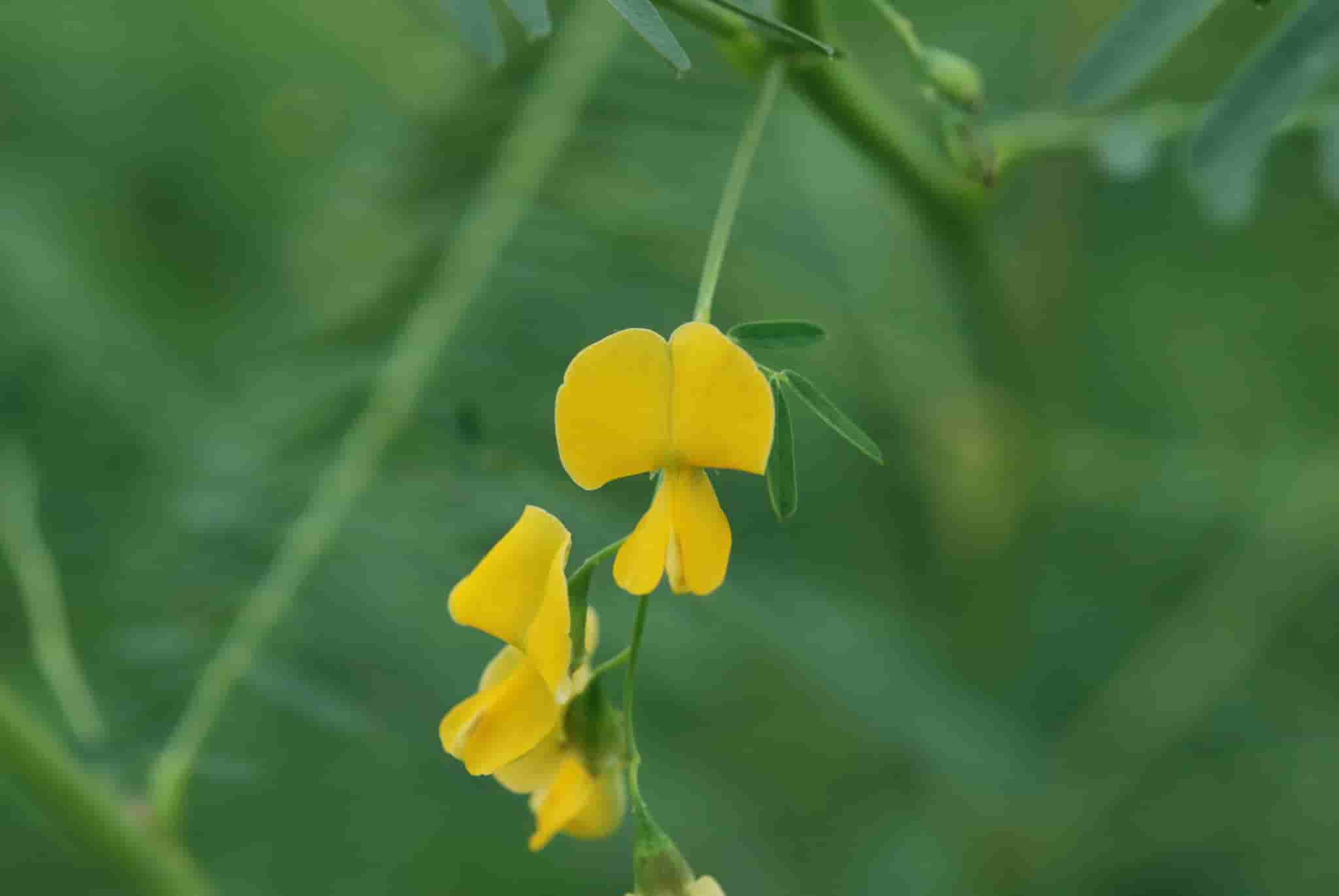 Sesbania cannabina