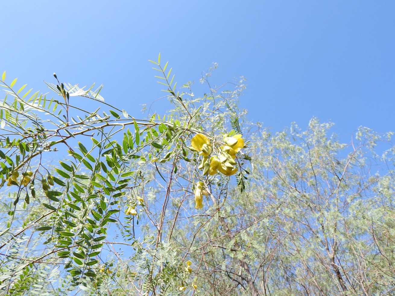 Sesbania longifolia