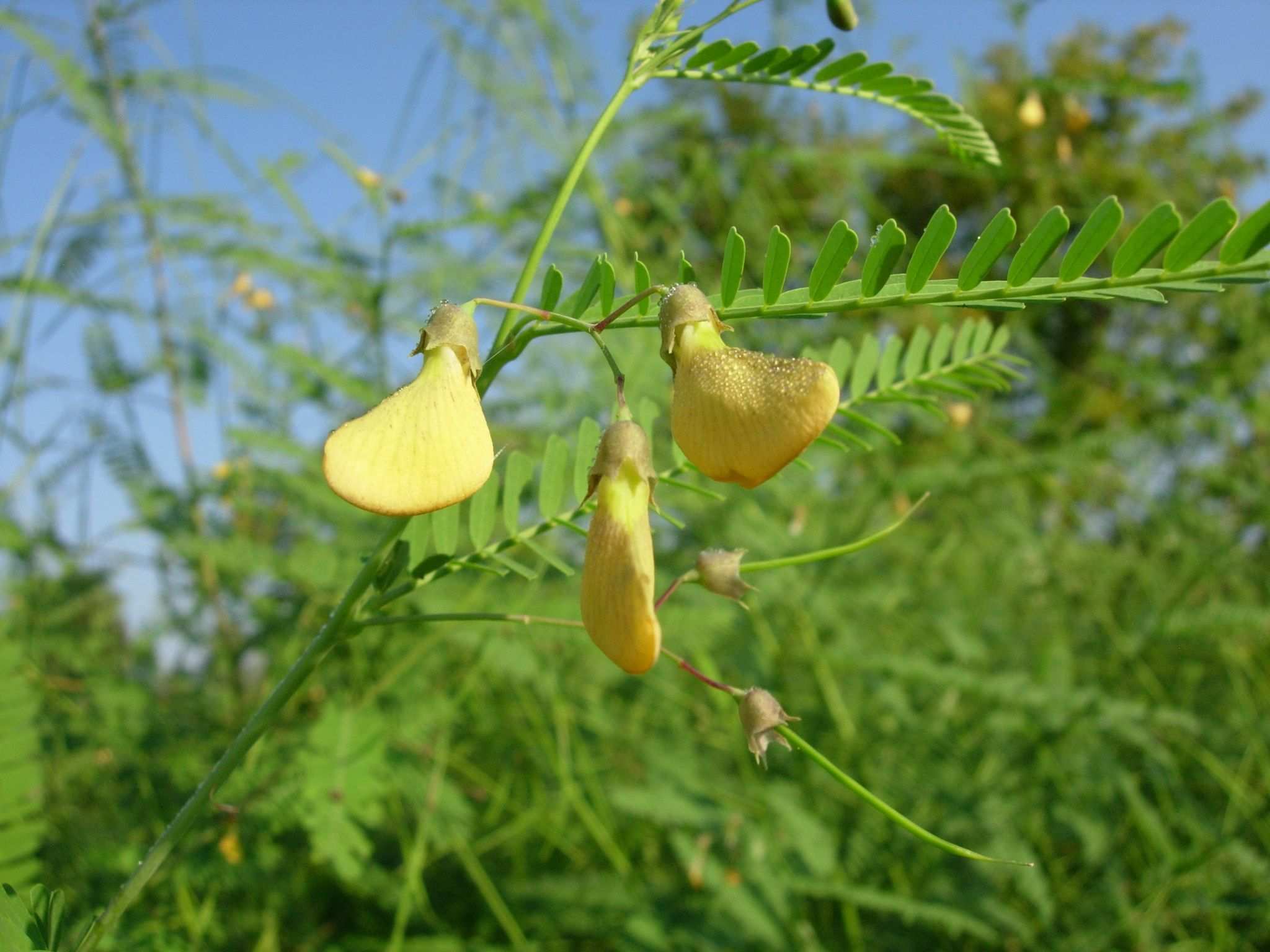 Sesbania sesban