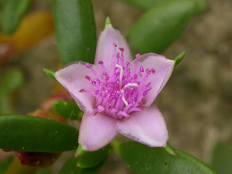 Sesuvium portulacastrum