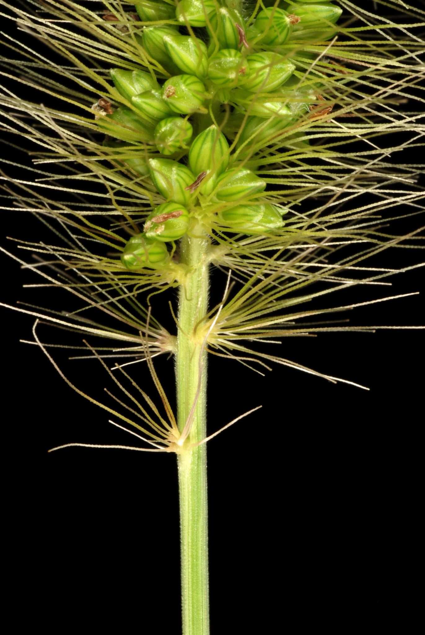 Setaria faberi