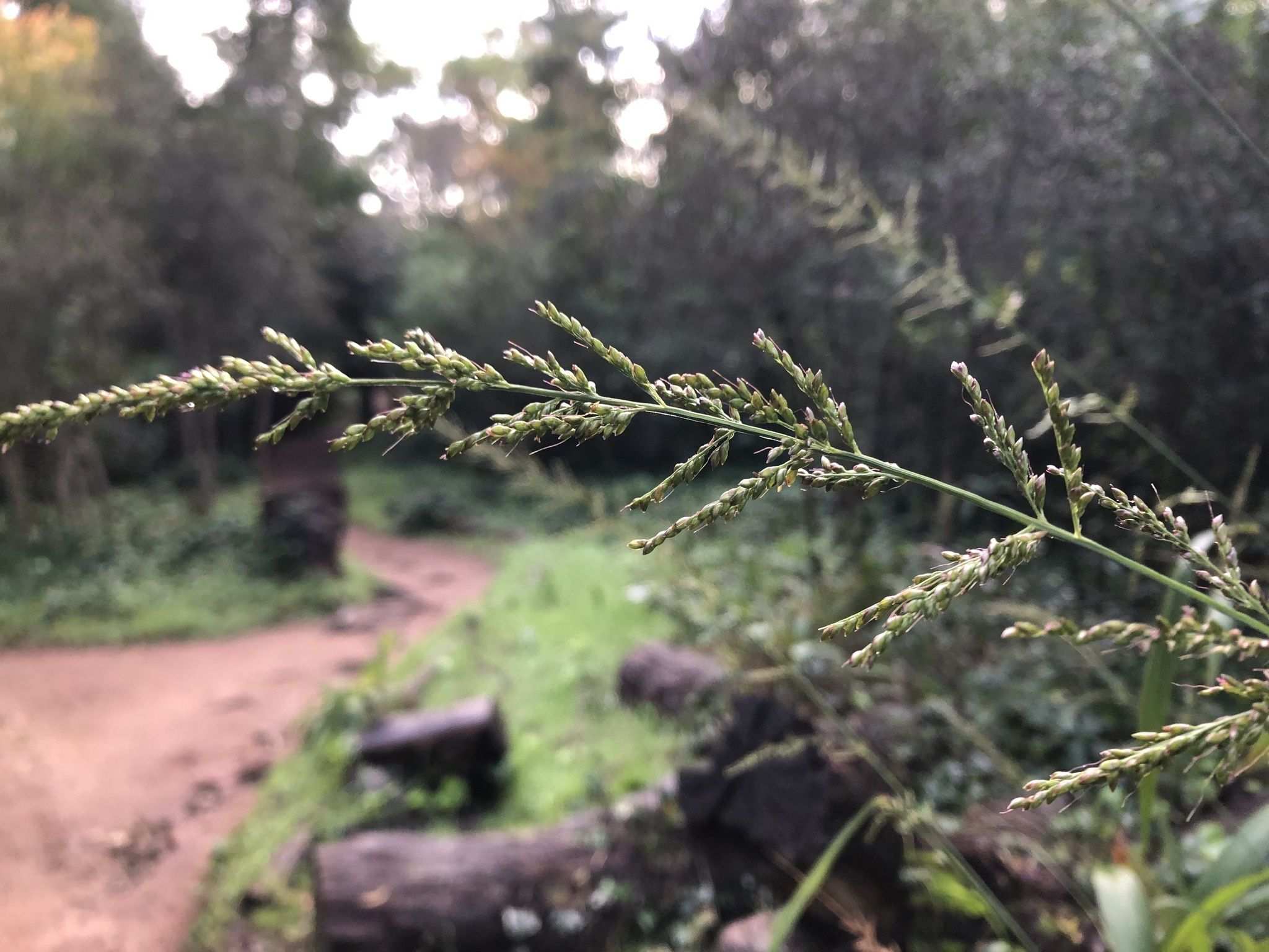 Setaria megaphylla