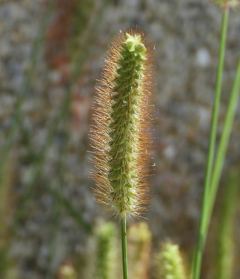 Setaria pumila
