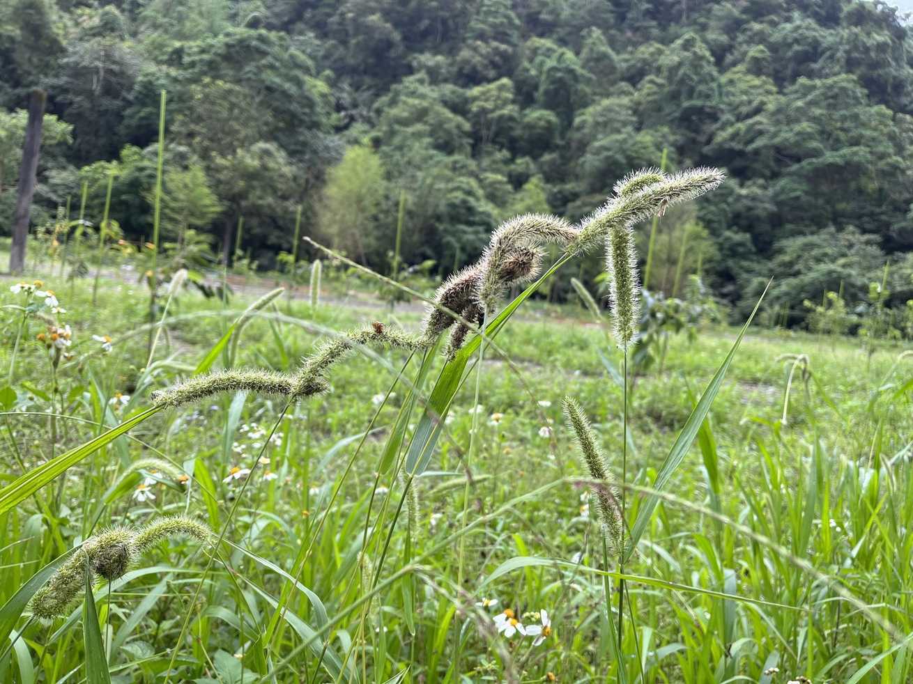 Setaria verticillata