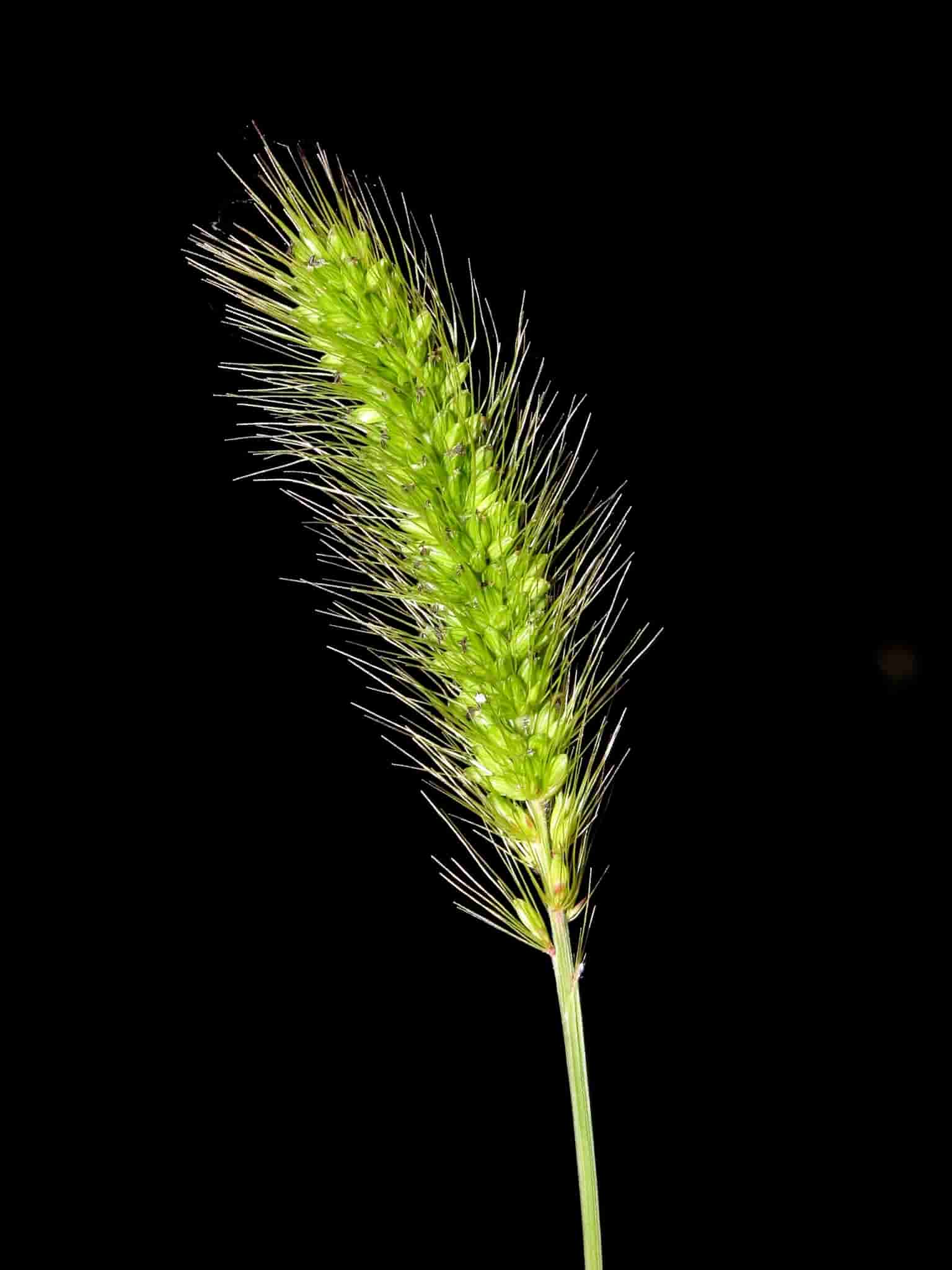 Setaria viridis