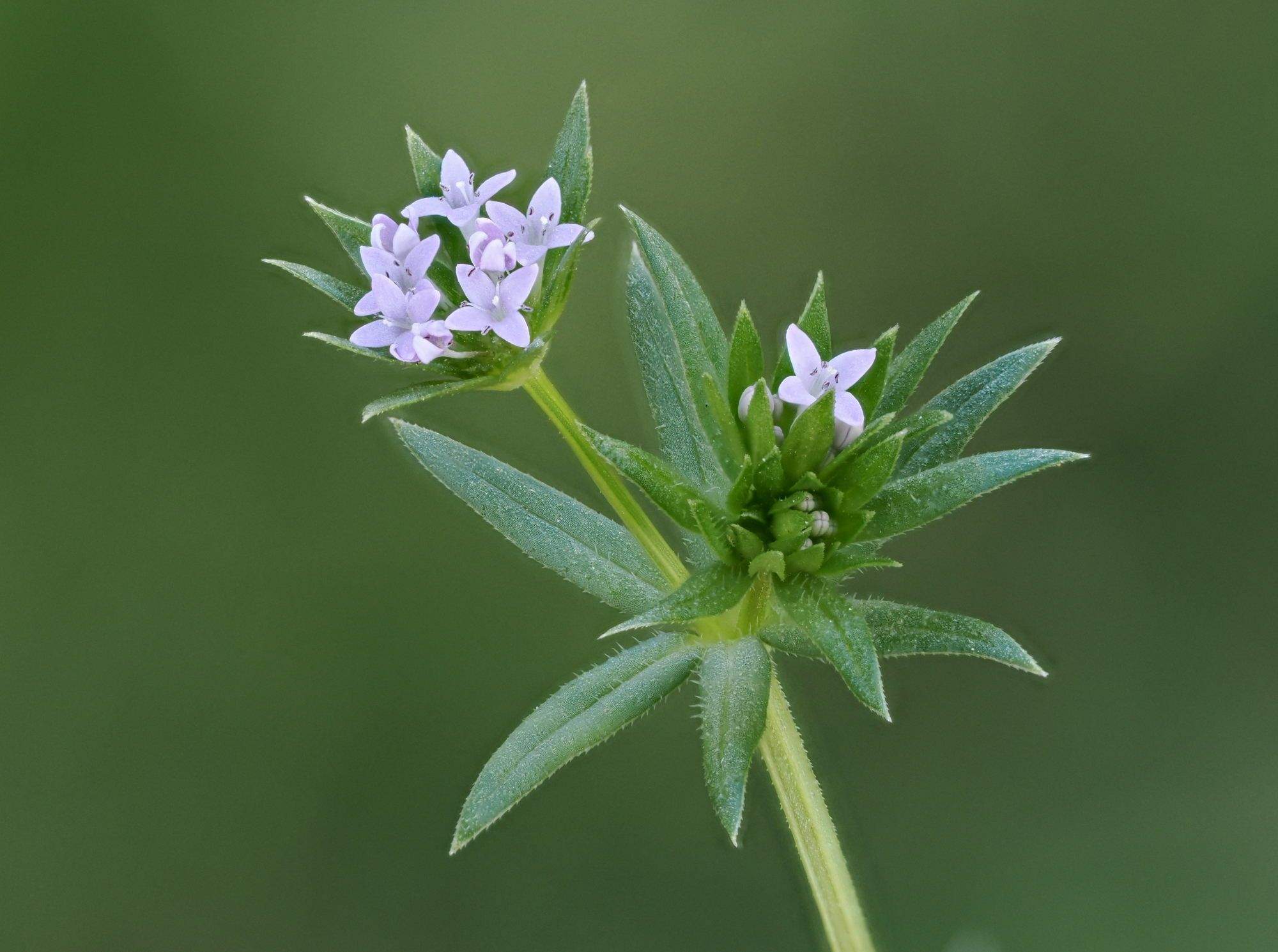 Sherardia arvensis