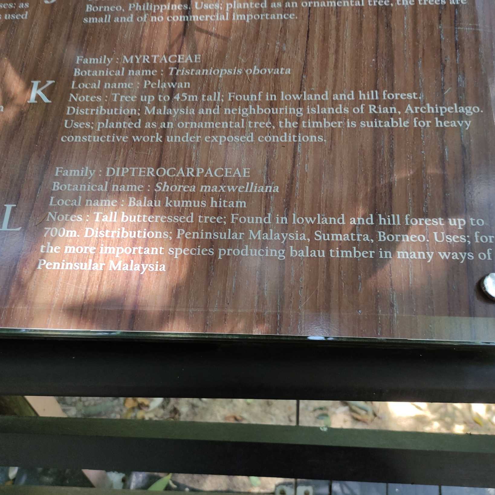 Shorea maxwelliana