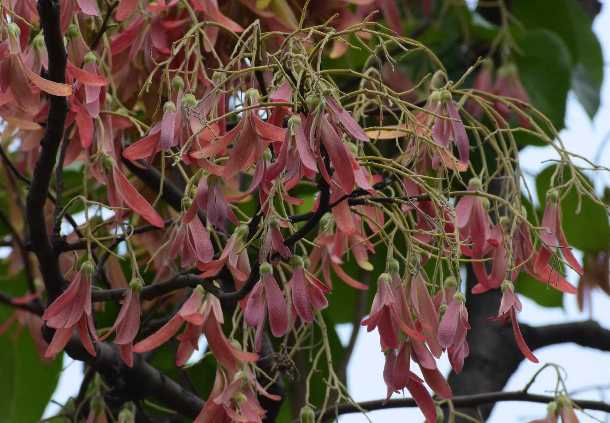 Shorea robusta