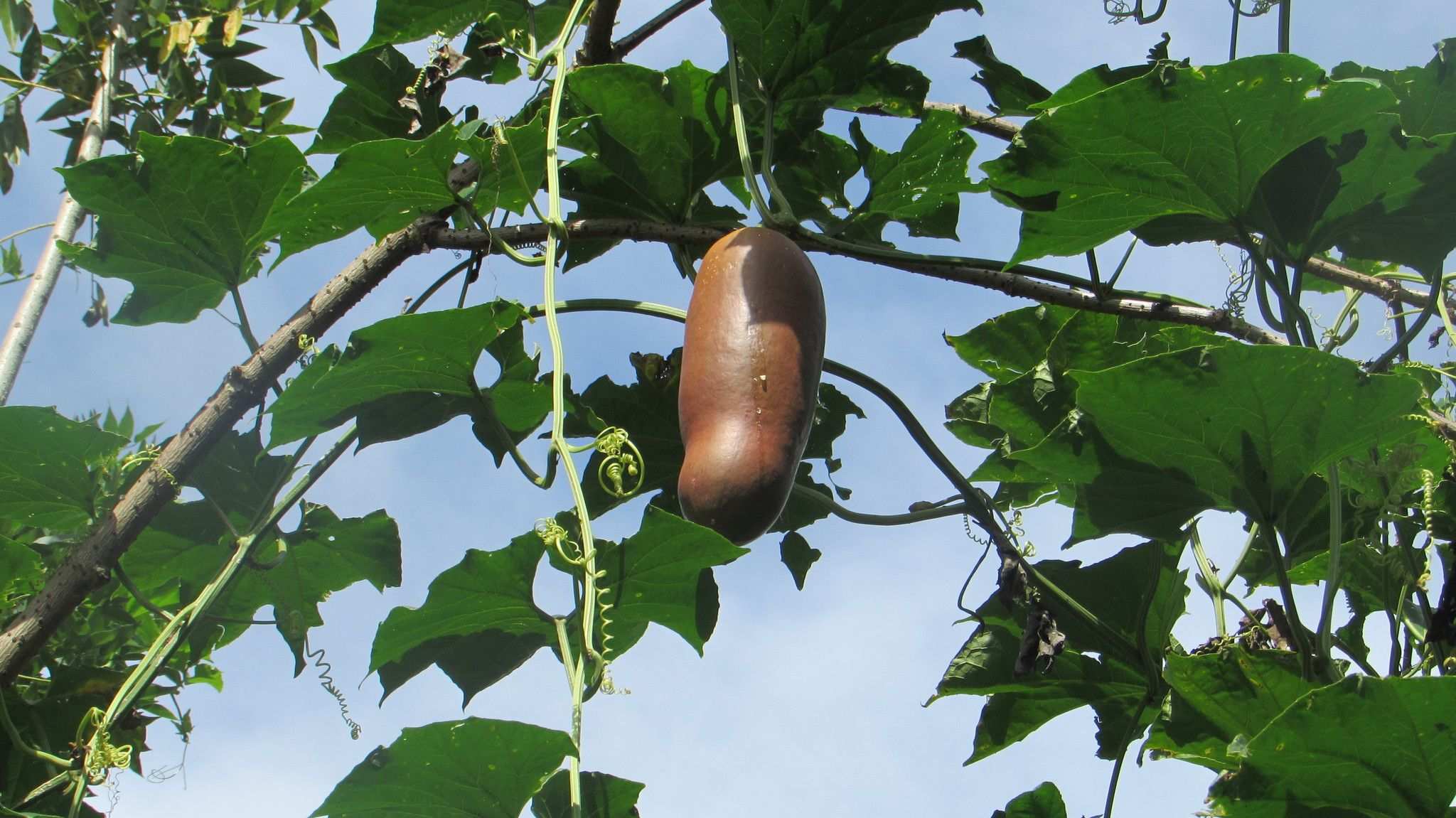 Sicana odorifera
