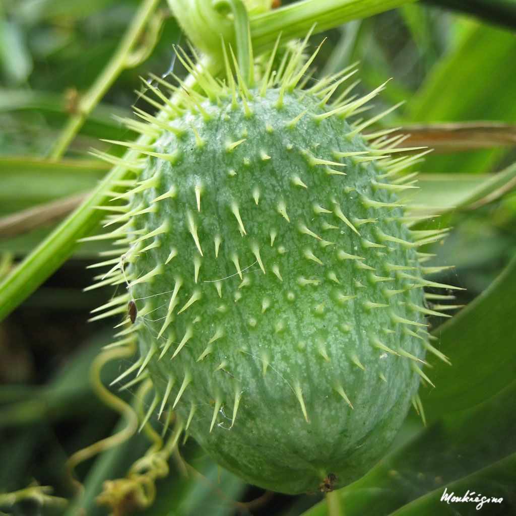 Sicyos