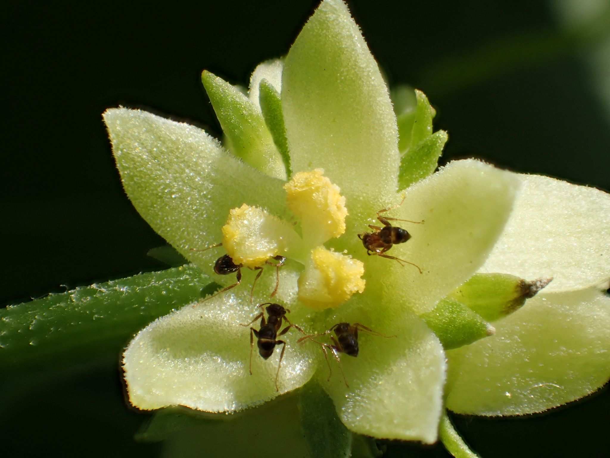 Sicyos edulis