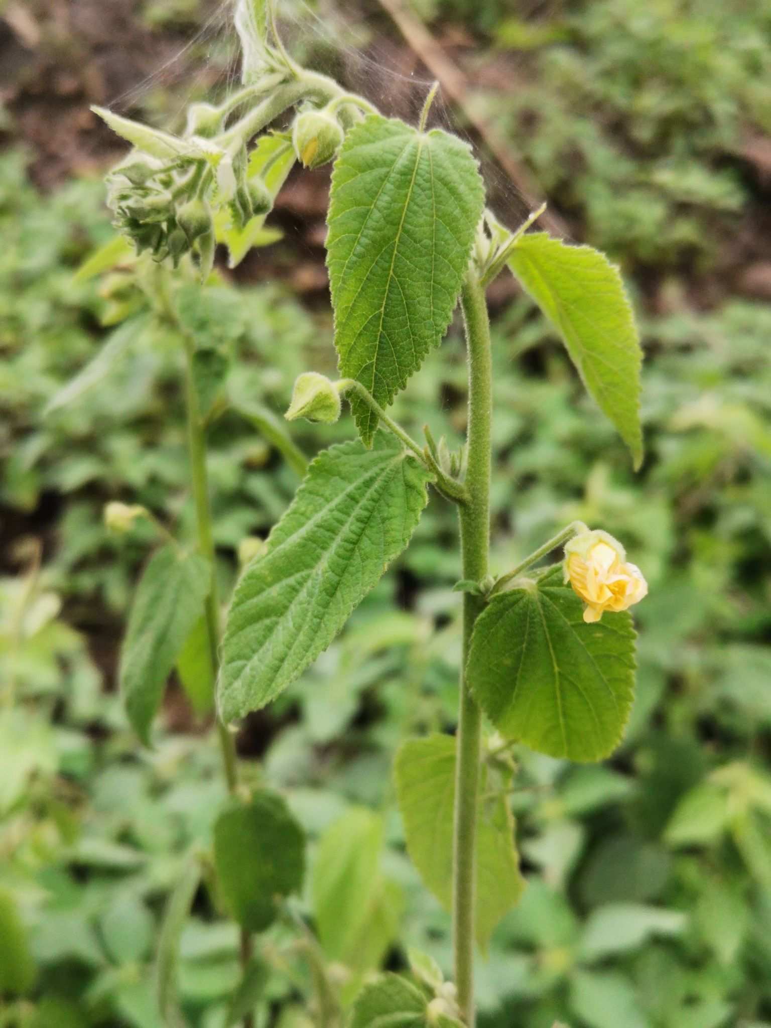 Sida glutinosa