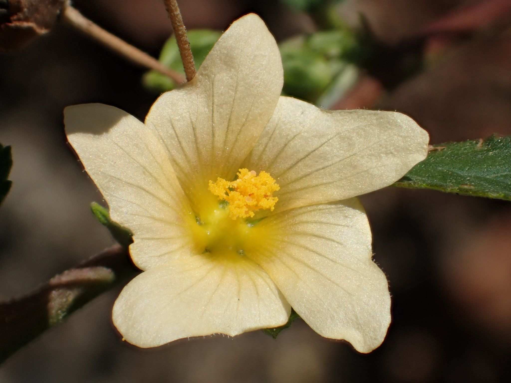 Sida rhombifolia