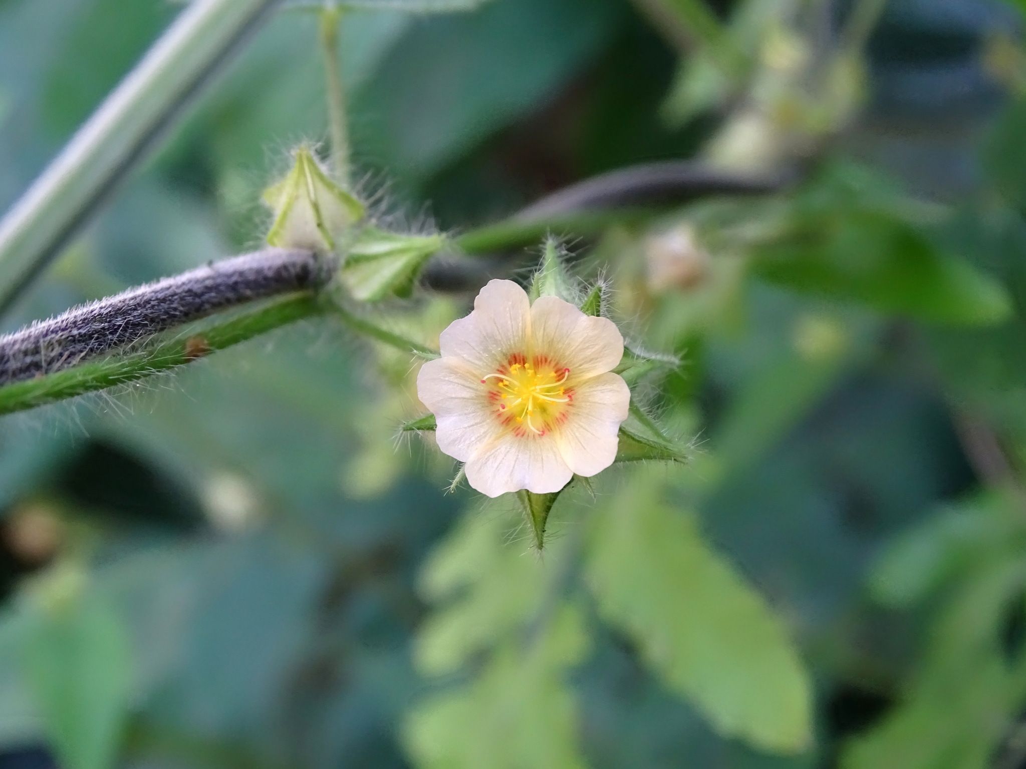 Sida urens