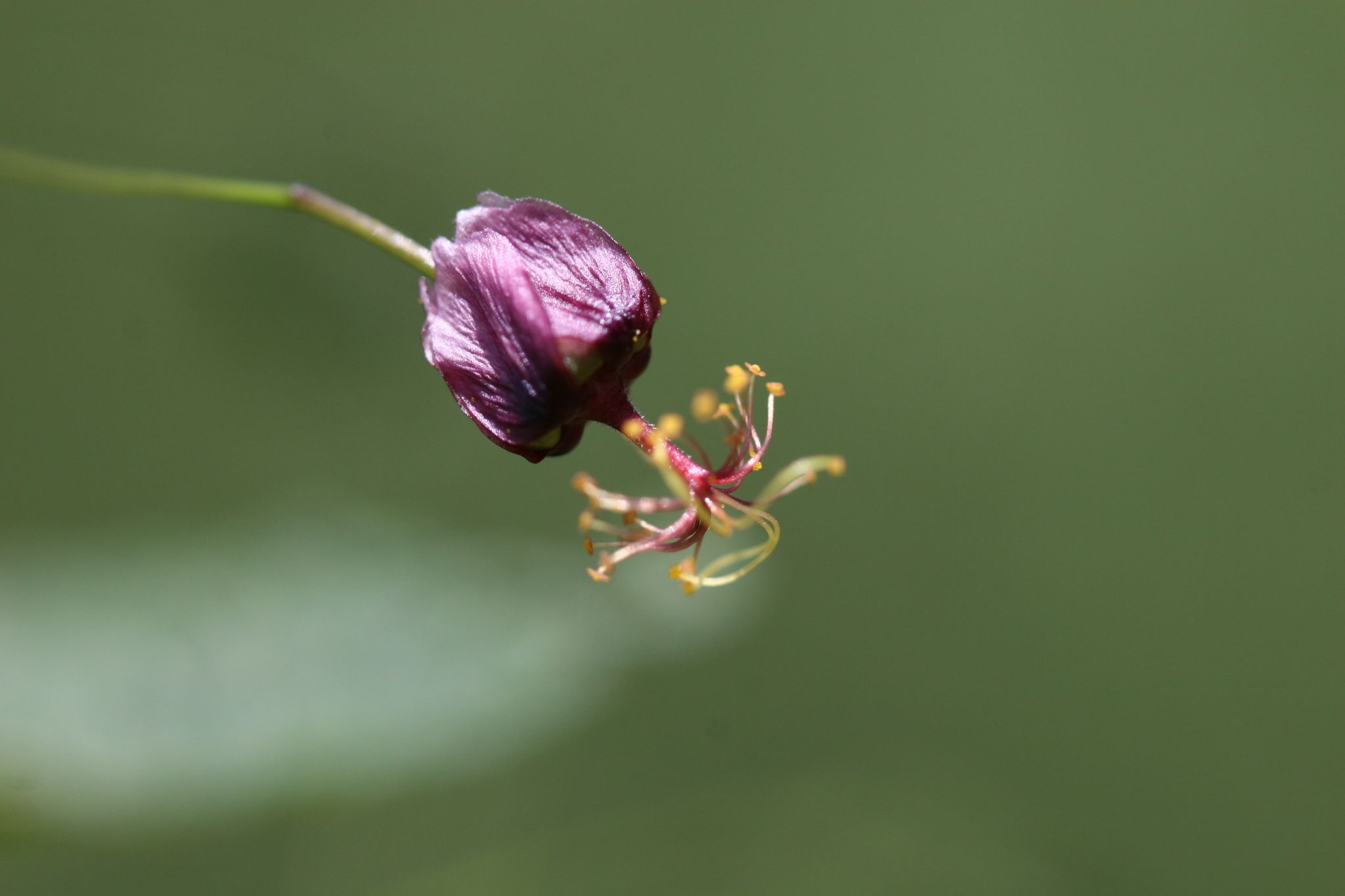 Sidastrum paniculatum