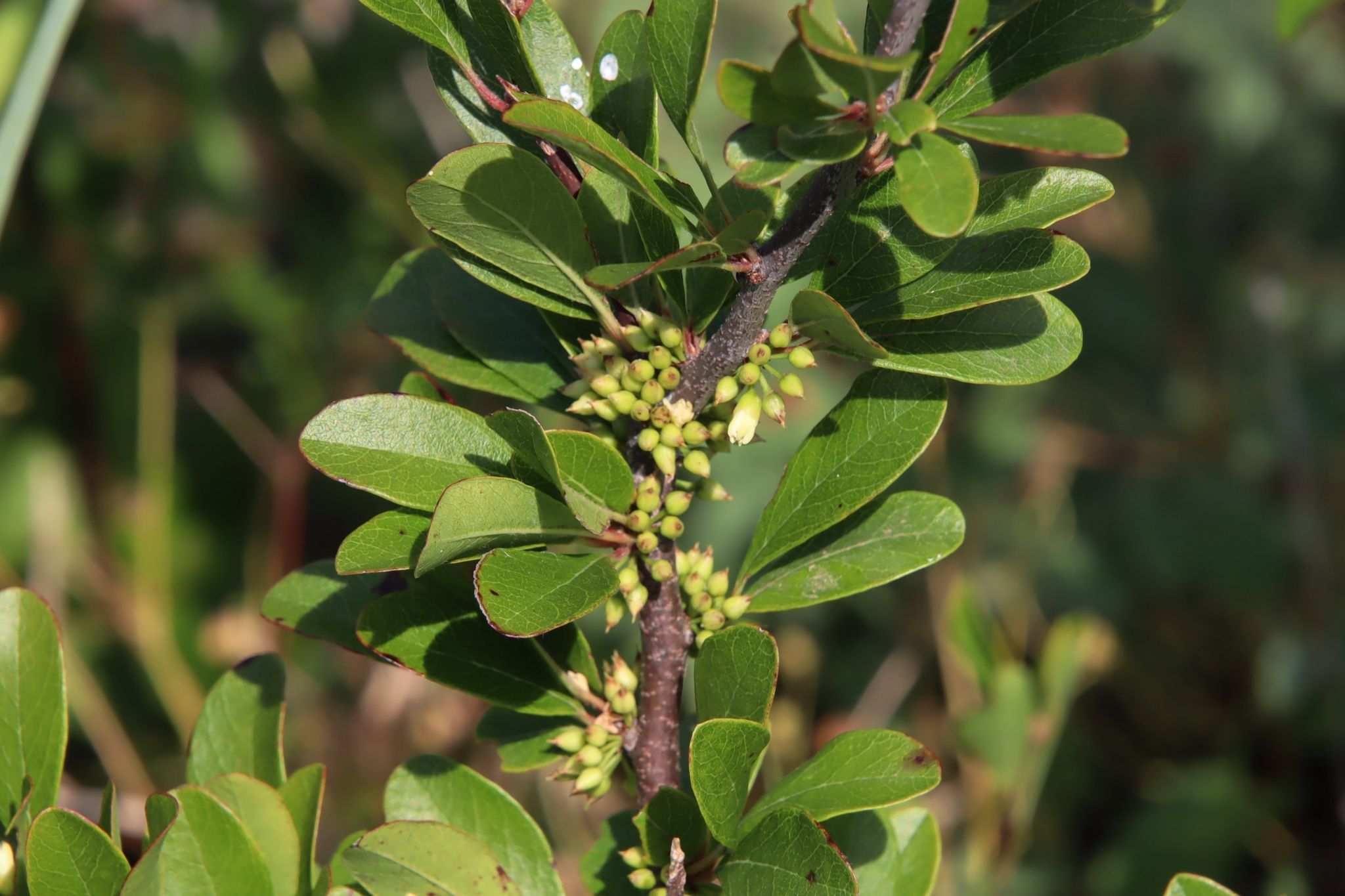 Sideroxylon