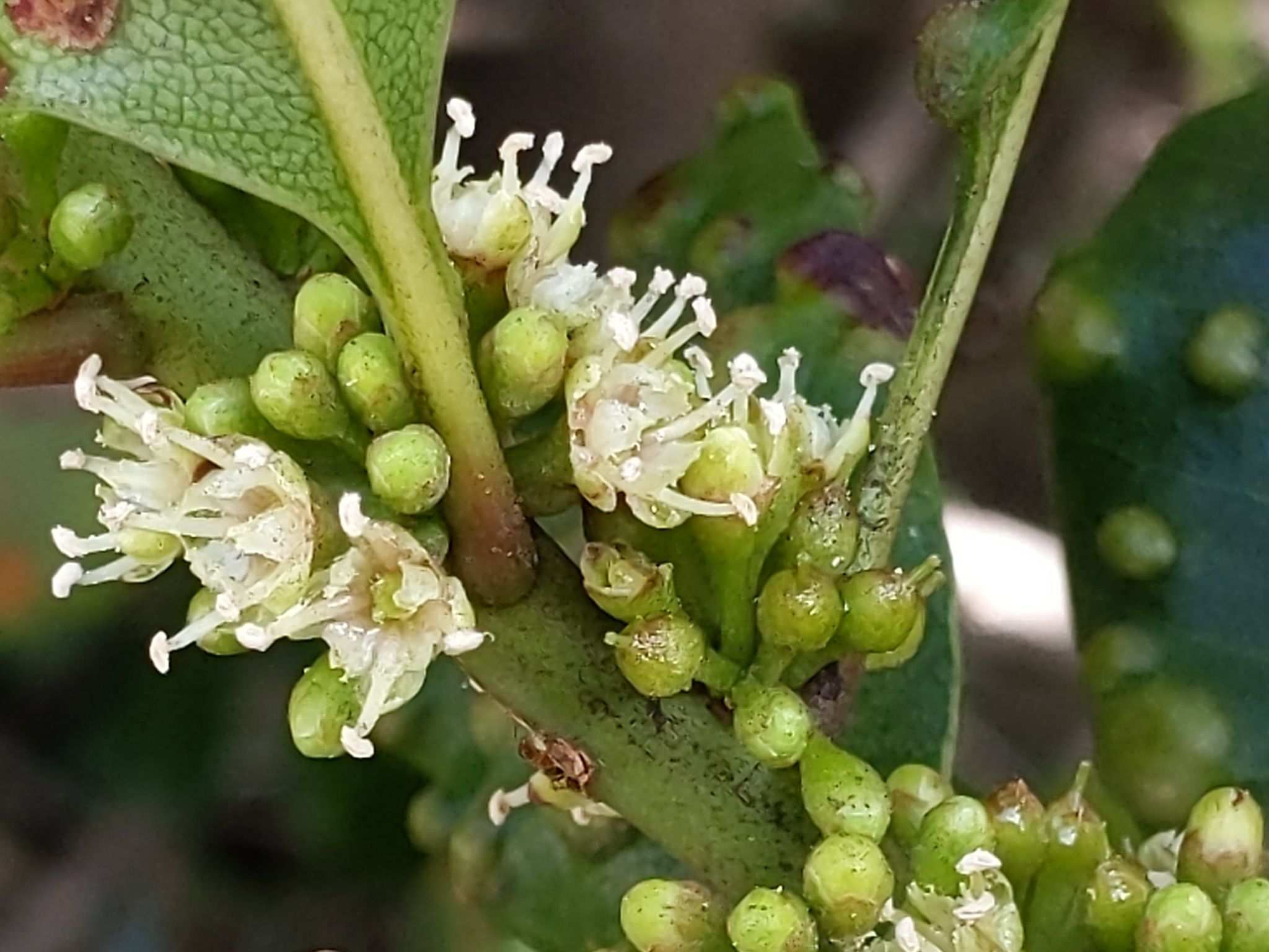 Sideroxylon inerme