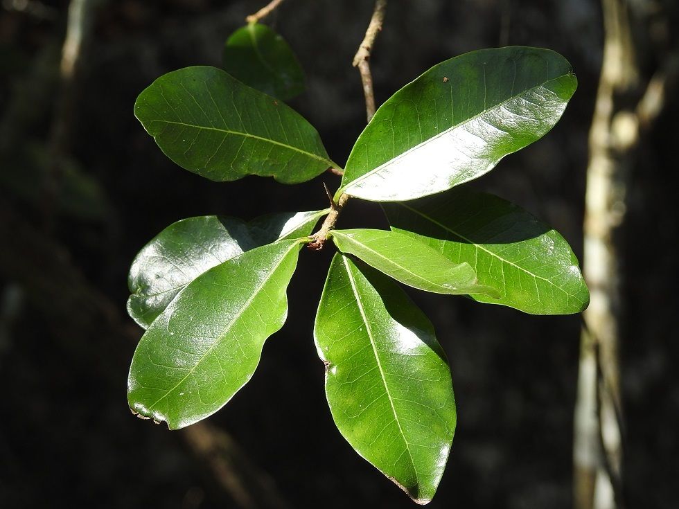 Sideroxylon palmeri