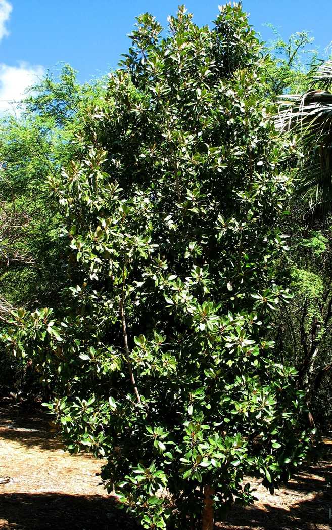 Sideroxylon polynesicum