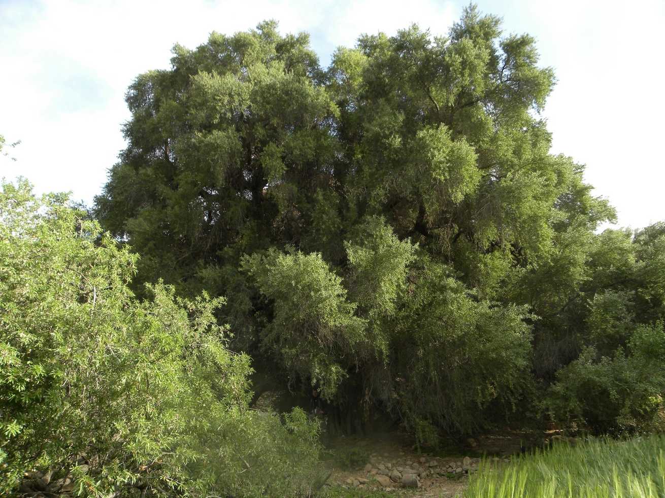 Sideroxylon sp.