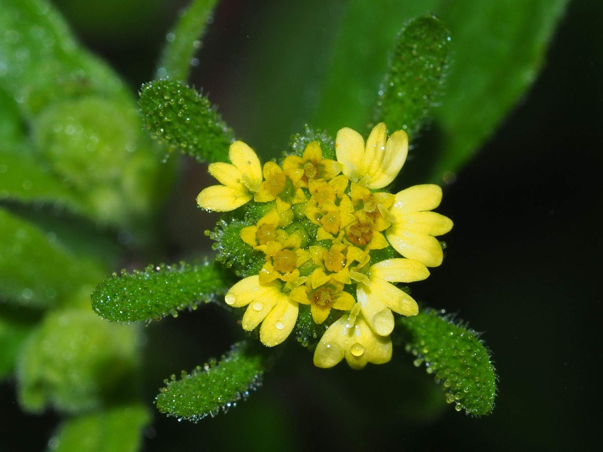 Sigesbeckia orientalis