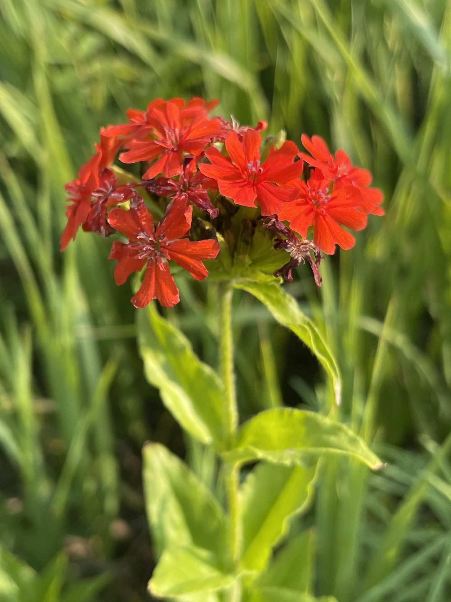 Silene chalcedonica
