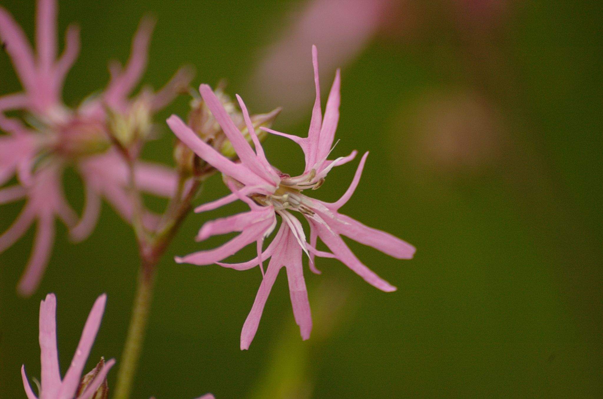 Silene flos-cuculi