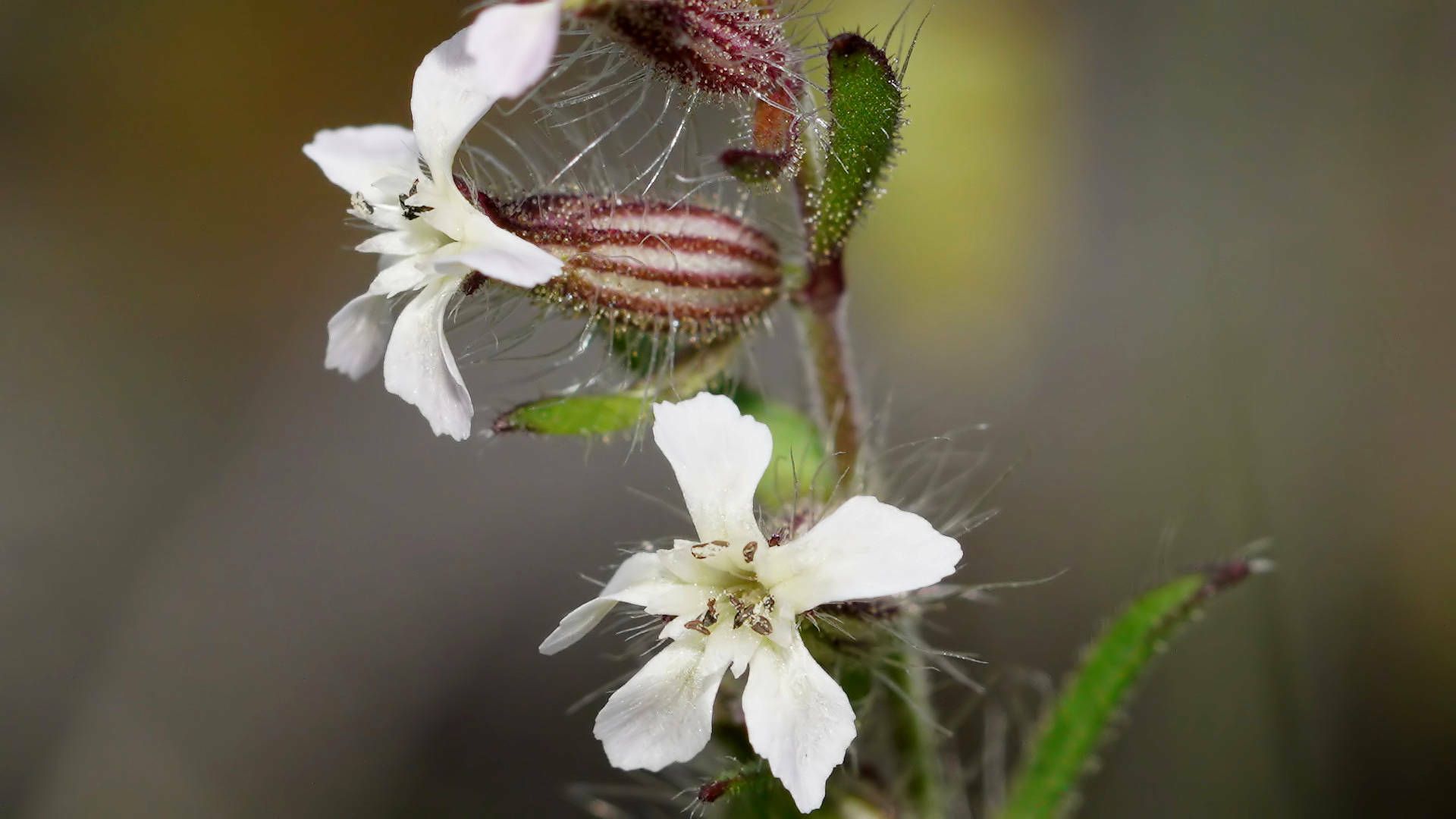 Silene gallica