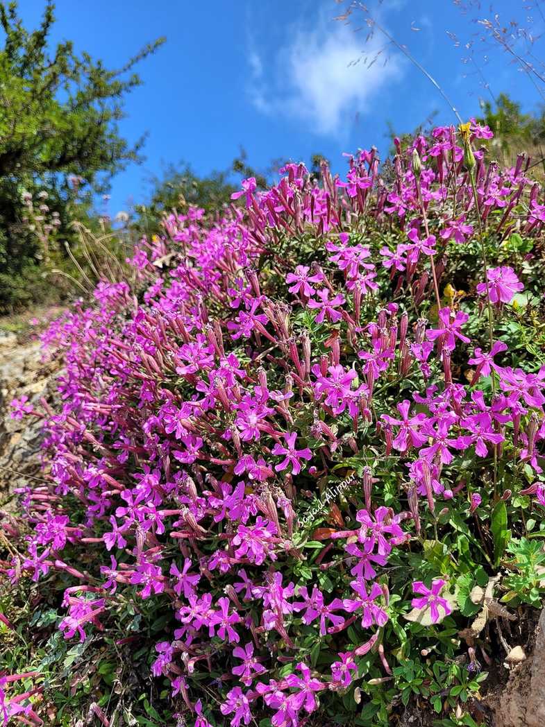 Silene schafta