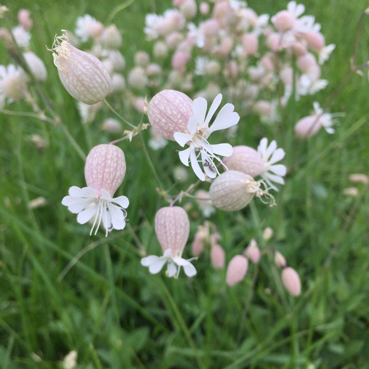 Silene vulgaris