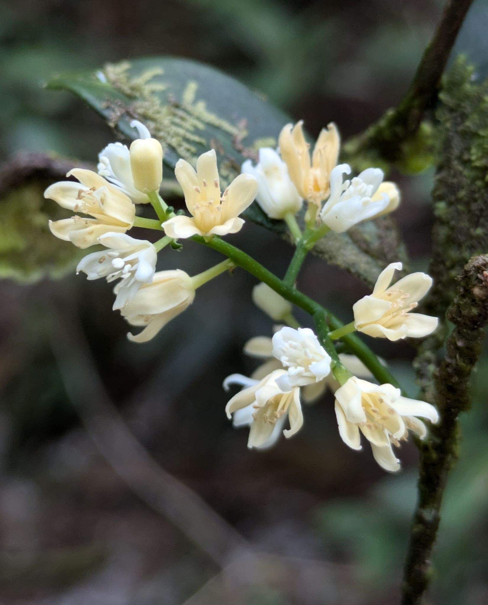 Simaba guianensis