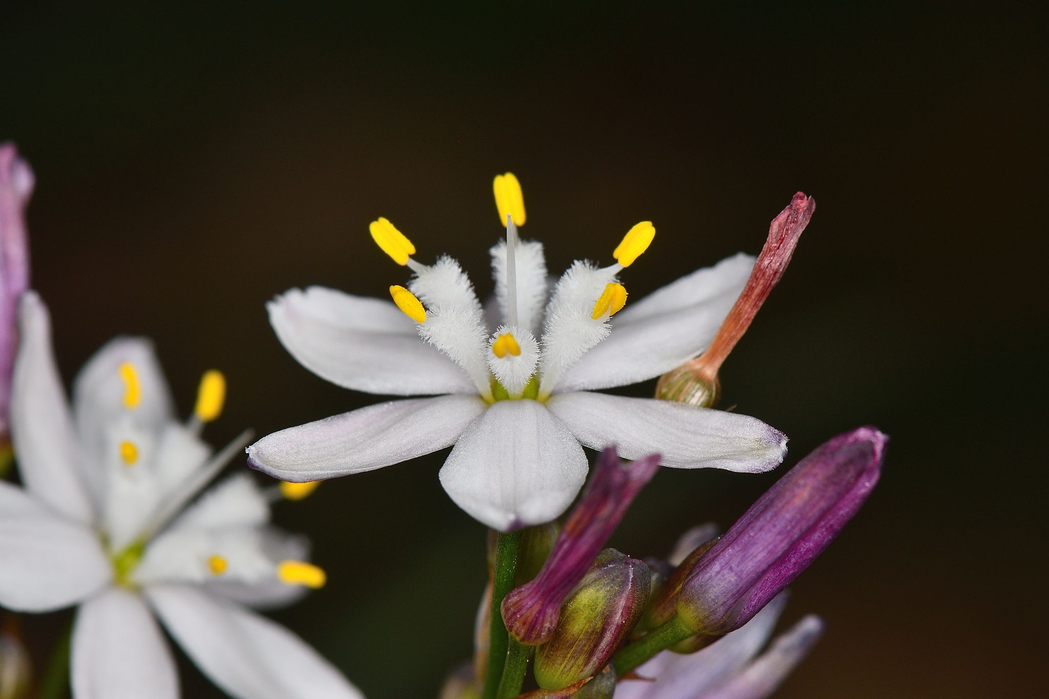 Simethis planifolia